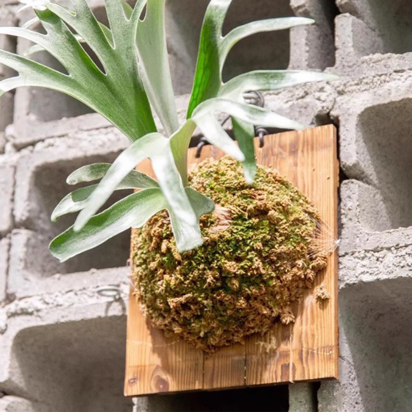 1 قطعة خشب داخلي Staghorn السر - مراجعة Vertical Wall Planter وسعره