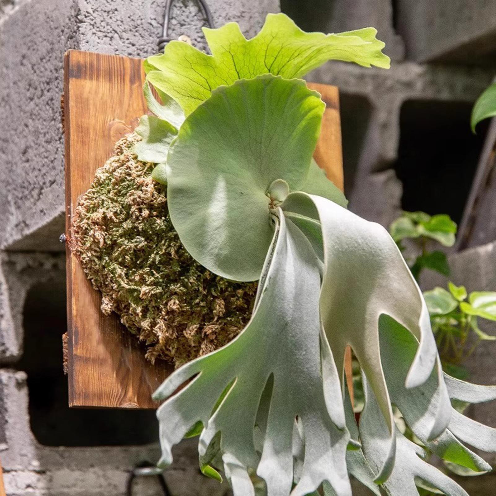 1 قطعة خشب داخلي Staghorn السر - مراجعة Vertical Wall Planter وسعره